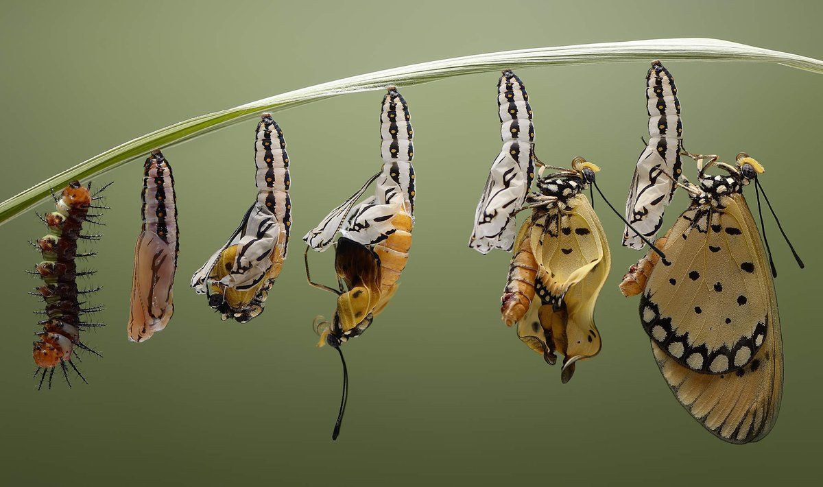 El cuento de la transformación: la mariposa que pensaba que todavía era  oruga